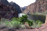 26-pretty_scenery_at_Lone_Palm-actually_many_palms_now_since_seeds_spread
