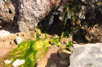29-amazing_micro-climate_environment_with_warm_water_escaping_igneous_rock