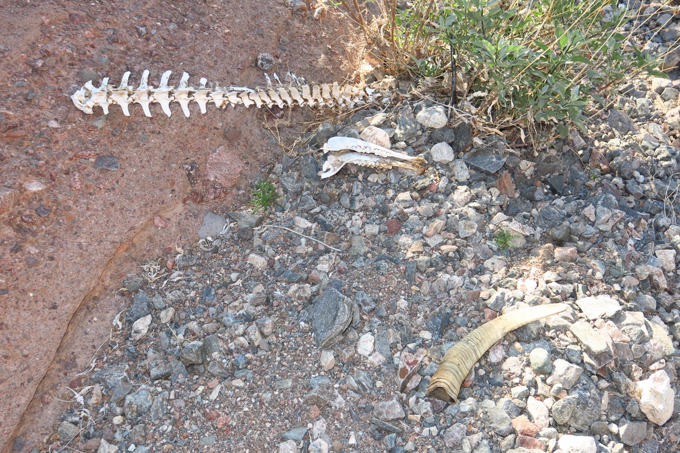 09-partial_remains_of_a_bighorn_sheep