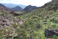 08-following_usage_trail_that_is_covered_with_new_vegetation_making_the_desert_quite_green