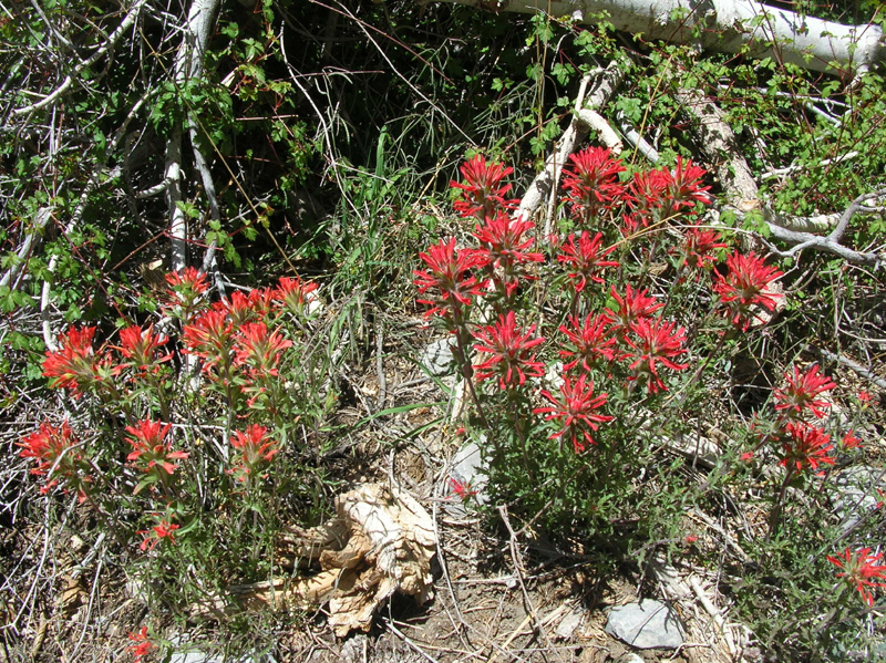 12-Indian_Paintbrush_in_bloom