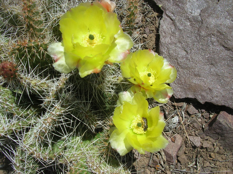 13-cactus_in_bloom