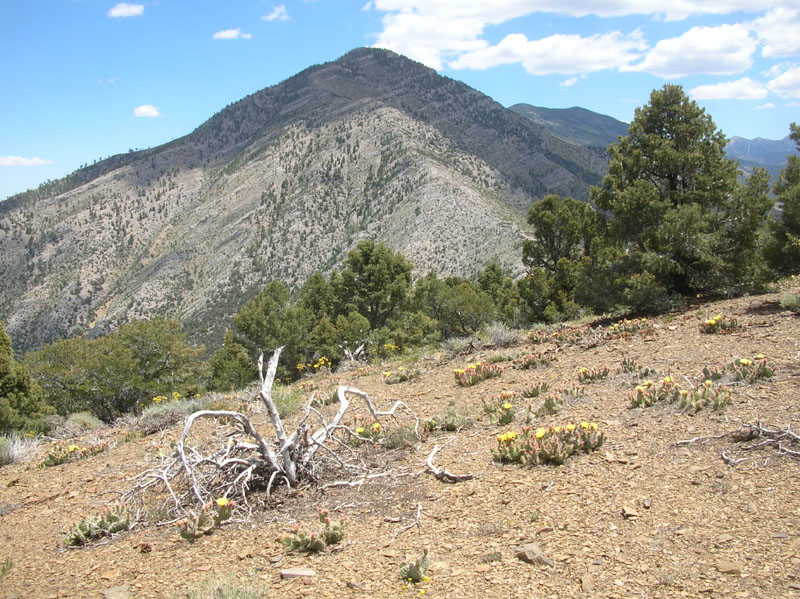 45-blooming_cacti_with_Wheeler_Peak_in_background