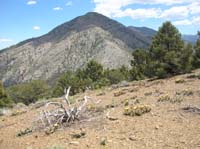 45-blooming_cacti_with_Wheeler_Peak_in_background