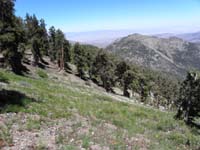 39-more_meadow_view_with_pine_trees-Harris_Peak_in_distance