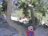27-very_interesting_tree_growth-one_twisted-the_other_bent_over
