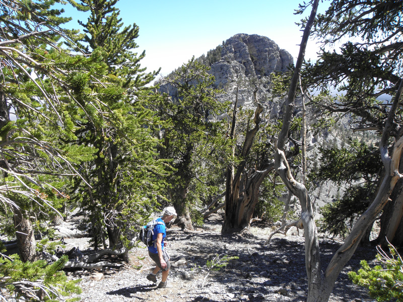 23-Monica_hiking_through_bristlecones