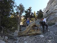 06-Monica_and_Ed-lots_of_old_bristlecone_pines