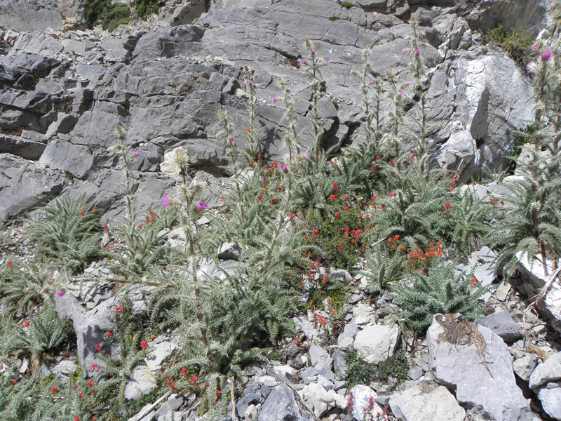 32-wildflowers-thistle_and_indian_paintbrush