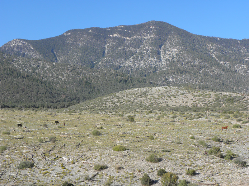 04-wild_horses_with_Bonanza_Peak_in_distance