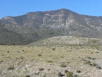 04-wild_horses_with_Bonanza_Peak_in_distance