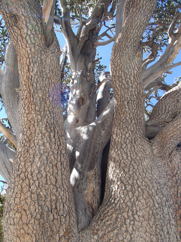 33-neat_Bristlecone_branches