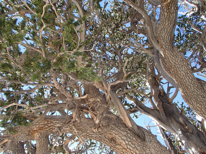 34-neat_Bristlecone_branches