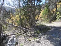 07-.3_miles_later_merge_with_old_road-took_road_down_at_end-missed_downed_tree_direct_to_car
