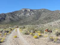 04-many_wild_horses_along_road-peak_in_distance