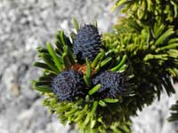 13-neat_new_Bristlecone_Pine_cones