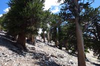 25-heading_up_slope_to_Lee_Peak_through_Bristlecone_Pines