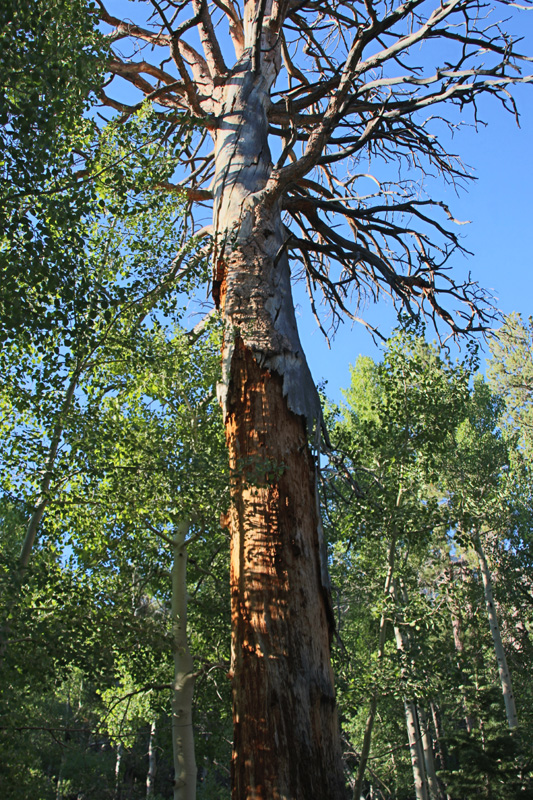 01-dead_bristlecone_with_aspens