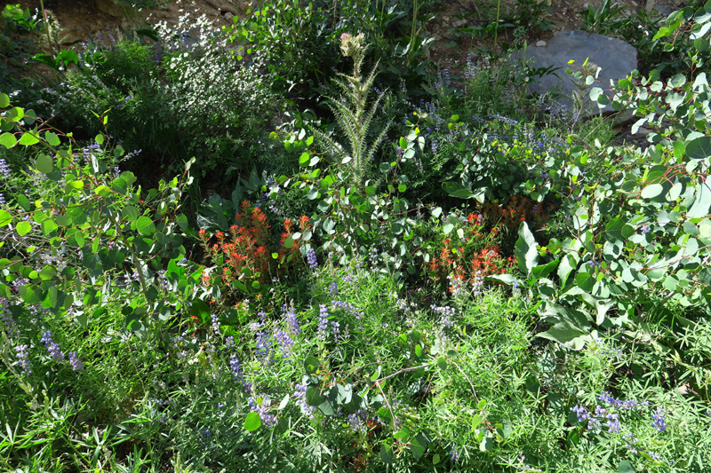 11-lupines_and_indian_paintbrush