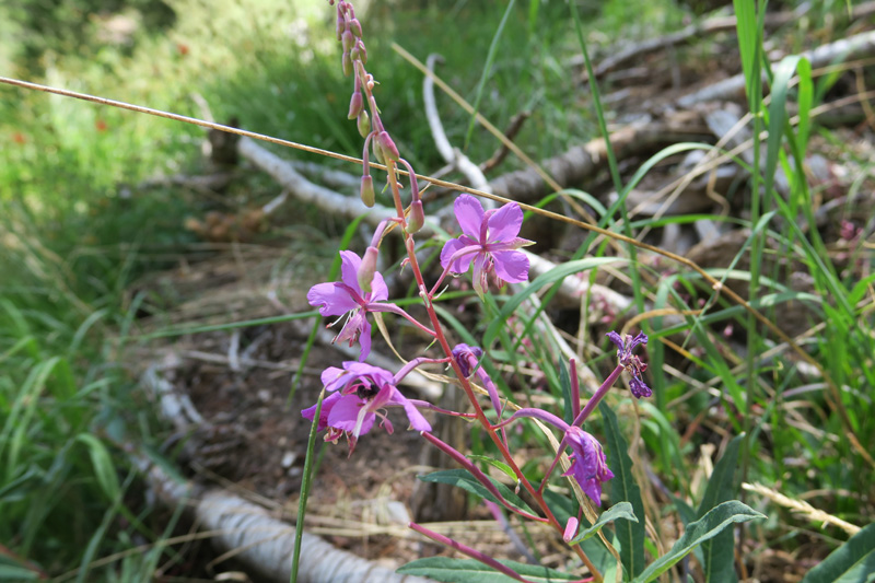 22-fireweed,Evening-Primrose_Family-chamerion_angustifolium