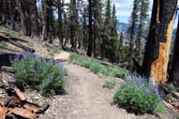 28-looking_back_to_pretty_forest_scenery_with_blooming_lupines