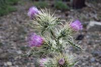 35-zoom_of_thistle_near_Griffith_Peak-Clokey_Thistle