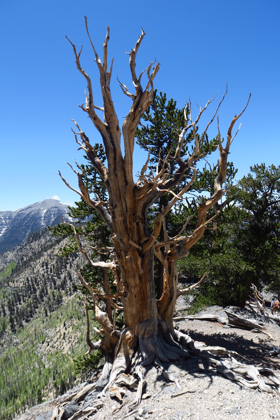 45-dead_bristlecone