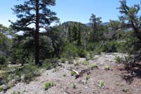 07-meander_through_the_bushes_to_get_to_the_peak