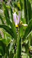 34-scented_shooting_star,primrose_family,primula_fragrans