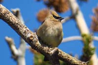 27-Cedar_Waxwing_(Bombycilla_cedrorum)