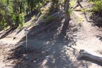 41-Bristlecone_Alt_summit-looking_at_usage_trail_I_came_down,now_to_go_down_trail