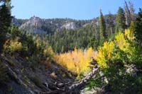 26-continued_up_drainage_beyond_'Briss'_spring-pretty_colorful_aspens