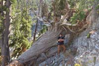 39-Brett_and_fairly_recent_old_bristlecone_pine_tree_that_uprooted_and_fell_over