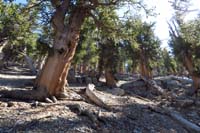 47-SLT_ridgeline_trail_is_still_about_.3_miles_away-very_steep_and_pretty_forest