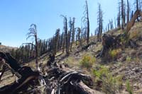51-passing_through_burned_area_from_Carpenter_One_fire_in_July_2013