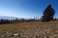 54-looking_up_trail_to_west-amazing_how_that_tree_didn't_burn