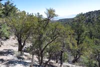 09-forest_scenery_along_trail_in_canyon