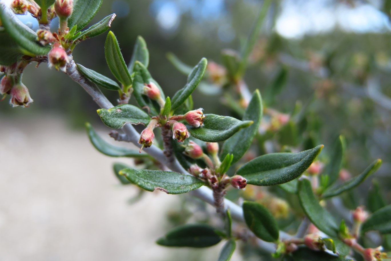 03-Curl-leaf_Mountain_Mahogany(Cercocarpus_ledifolius)_flower