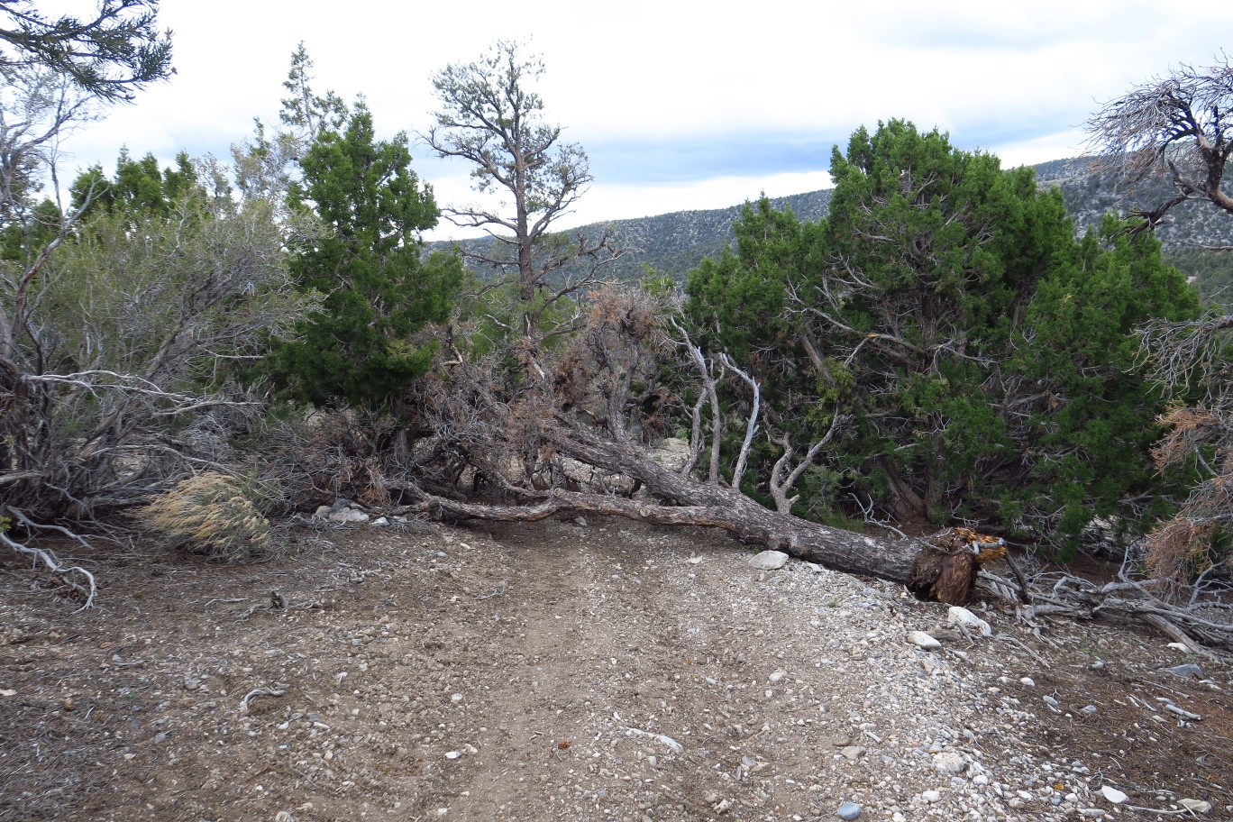 11-tree_fell_onto_trail-simply_go_around