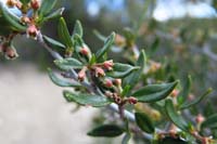 03-Curl-leaf_Mountain_Mahogany(Cercocarpus_ledifolius)_flower