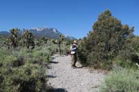 12-Jim_investigating_Pinyon_Pine_Tree