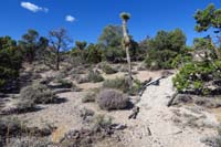 24-Rocky-reassure_A-debris_placed_on_the_edges_of_the_trail_to_identify_proper_path