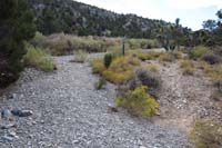 06-Blue_Tree_62B-new_trail_markers_lead_up_and_down_the_wash