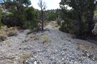 13-lots_of_work_to_redesignate_a_proper_path,turn_rigtht_between_Joshua_Tree_and_Juniper