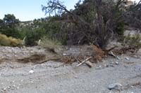 19-defined_trail_came_from_other_tree,had_to_navigate_around_tree
