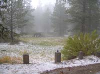 wild_horses_in_the_meadow