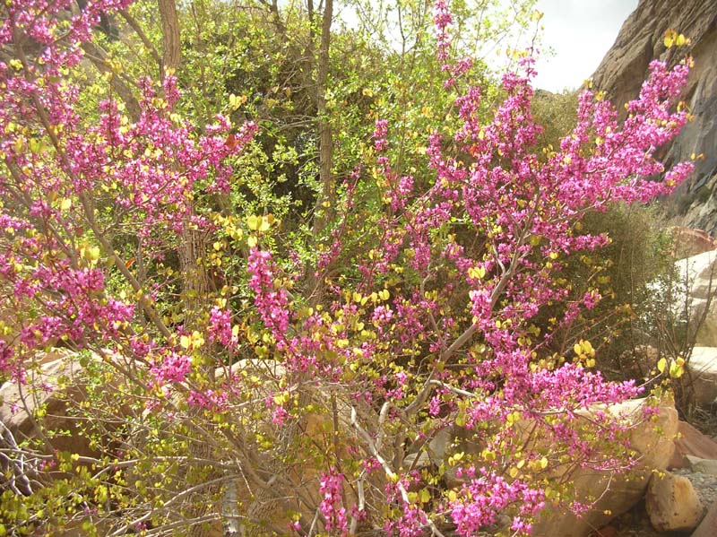 111-Red_Buds_in_bloom