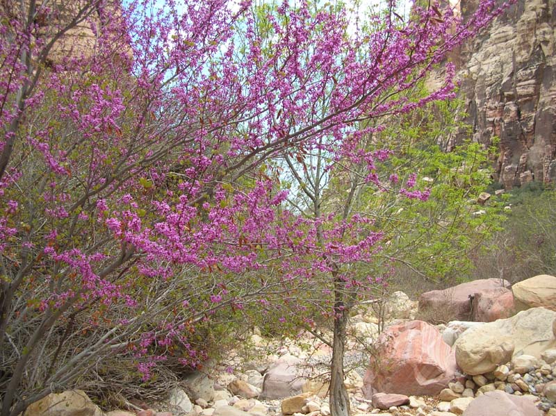 112-Red_Buds_in_bloom