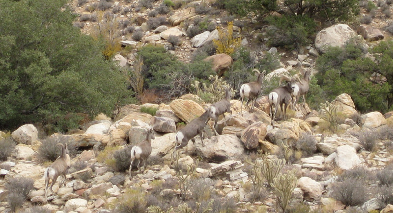 41-Bighorn_Sheep_on_the_trail