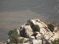 38-spotted_an_eagle_perked_on_a_rock
